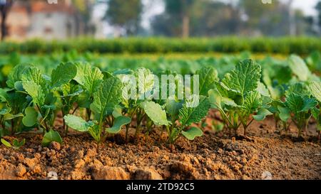 Kleiner Salat, der im Gemüsegarten wächst. Nahaufnahme von Senfmikrogrün. Wachsende Senfsprossen aus nächster Nähe. Stockfoto