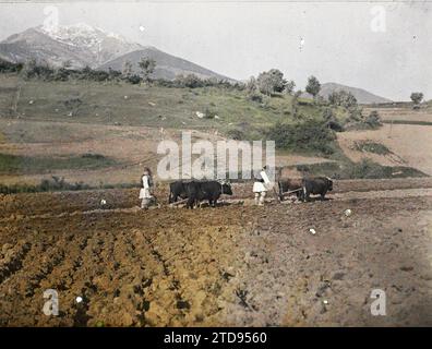 Monastir (heute Bitola), Mazedonien bulgarische Bauern pflügen, Tier, Wirtschaft, Alltag, Menschen, Mount, Berg, echte Tiere, Landwirtschaft, Viehzucht, Arbeitsszene, Ochsen, ländliches Leben, Mann, Serbien, Monastir Bitolj, Bauern Bulgaren pflügen, Bitola, 01/05/1913 - 31/05/1913, Léon, Auguste, Fotograf, 1913 - Balkan - Léon Busy und Auguste Léon - (23. April - 9. Juni), Autochrome, Foto, Glas, Autochrome, Foto, positiv, Horizontal, Format 9 x 12 cm Stockfoto