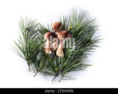 Kiefernnadeln und Matsutake-Pilze isoliert auf weißem Hintergrund Stockfoto