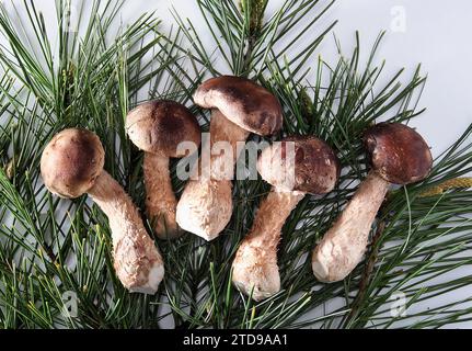 Kiefernnadeln und Matsutake-Pilze isoliert auf weißem Hintergrund Stockfoto