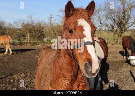 Ein schönes lustiges Porträt eines Pferdes Stockfoto