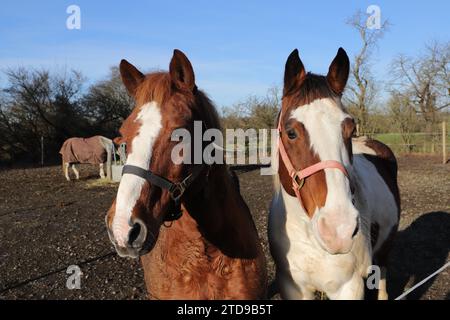 Ein schönes lustiges Porträt eines Pferdes Stockfoto