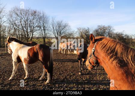 Ein schönes lustiges Porträt eines Pferdes Stockfoto