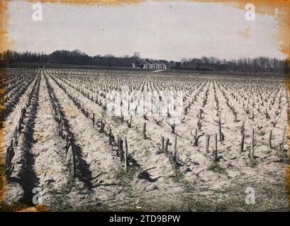 Blanquefort, Frankreich, Natur, Umwelt, Wirtschaftstätigkeit, Landschaft, Landwirtschaft, Zucht, Feld, Trellis, Reben, Frankreich, Blanquefort, Rebsorte Cavernet Sauvignon, Blanquefort, 01/04/1921 - 30/04/1921, Cuville, Fernand, 1920-1921 - Charente, Gironde, Basse-Pyrénées, Hautes Pyrénées - Fernand Cuville, Autochrome, Foto, Glas, Autochrome, Foto, positiv Stockfoto