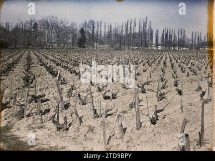 Blanquefort, Frankreich, Natur, Umwelt, Wirtschaftstätigkeit, Landschaft, Landwirtschaft, Zucht, Feld, Trellis, Rebe, Frankreich, Blanquefort, Panorama on the Vines, Blanquefort, 01/04/1921 - 30/04/1921, Cuville, Fernand, 1920-1921 - Charente, Gironde, Basse-Pyrénées, Hautes Pyrénées - Fernand Cuville, Autochrome, Foto, Glas, Autochrome, Foto, positiv Stockfoto