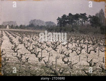 Blanquefort, Frankreich, Natur, Umwelt, Wirtschaftstätigkeit, Landschaft, Landwirtschaft, Zucht, Feld, Trellis, Reben, Frankreich, Blanquefort, Rebsorte Cavernet Sauvignon, Blanquefort, 01/04/1921 - 30/04/1921, Cuville, Fernand, 1920-1921 - Charente, Gironde, Basse-Pyrénées, Hautes Pyrénées - Fernand Cuville, Autochrome, Foto, Glas, Autochrome, Foto, positiv Stockfoto