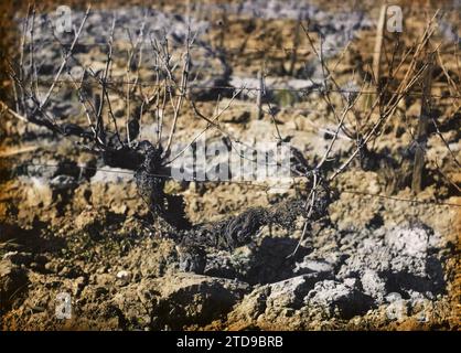 Blanquefort, Frankreich, Wirtschaftstätigkeit, Natur, Umwelt, Landwirtschaft, Zucht, Obstschnitt, Rebe, Vegetation, Botanik, Frankreich, Blanquefort, vor dem Holzschnitt, Blanquefort, 04/1921 - 30.04.1921, Cuville, Fernand, 1920-1921 - Charente, Gironde, Basse-Pyrénées, Hautes Pyrénées - Fernand Cuville, Autochrome, Foto, Glas, Autochrome, Foto, positiv Stockfoto