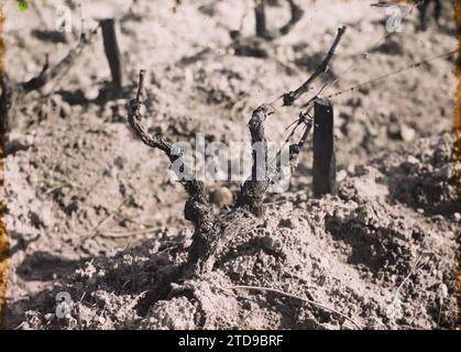 Blanquefort, Frankreich, Wirtschaftstätigkeit, Natur, Umwelt, Landwirtschaft, Zucht, Obstschnitt, Rebe, Vegetation, Botanik, Frankreich, Blanquefort, weiße Rebsorte: Sauvignon, Blanquefort, 01/04/1921 - 30/04/1921, Cuville, Fernand, 1920-1921 - Charente, Gironde, Basse-Pyrénées, Hautes Pyrénées - Fernand Cuville, Autochrome, Foto, Glas, Autochrome, Foto, positiv Stockfoto