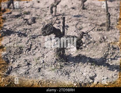 Blanquefort, Frankreich, Wirtschaftstätigkeit, Natur, Umwelt, Landwirtschaft, Zucht, Obstschnitt, Rebe, Vegetation, Botanik, Frankreich, Blanquefort, Rebe: Cavernet-Sauvignon (20 Jahre), Blanquefort, 01/04/1921 - 30/04/1921, Cuville, Fernand, 1920-1921 - Charente, Gironde, Basse-Pyrénées, Hautes Pyrénées - Fernand Cuville, Autochrome, Foto, Glas, Autochrome, Foto, positiv Stockfoto