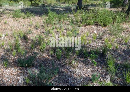 Der portugiesische Sonnentau (Drosophyllum lusitanicum), eine fleischfressende Pflanze, in einem natürlichen Lebensraum in der Nähe von Santiago do Cacem in Portugal Stockfoto