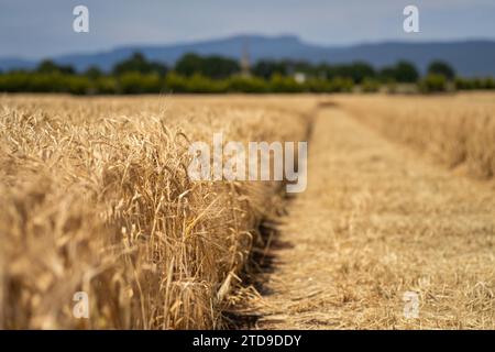 Weizensorten auf einem Feld im Sommer Stockfoto