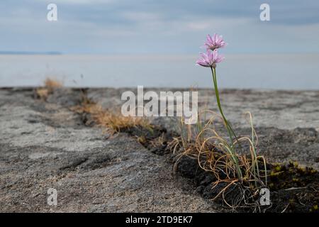 Blühender Schnittlauch in seiner natürlichen Umgebung, der Küste des Weißen Meeres, der Region Archangelsk, Russland Stockfoto