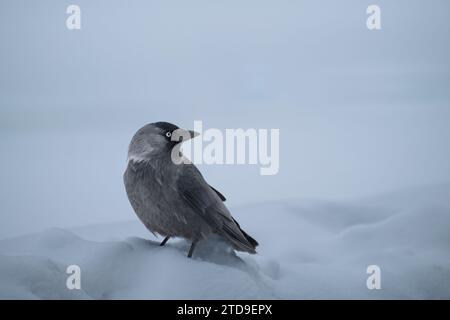 Ein Jackdaw steht in der Abenddämmerung im Schnee, Moskau, Russland Stockfoto