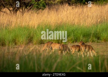 Wildgefleckte Hirsche oder Chital- oder Achsenhirsche Familie oder Herde oder Gruppe, die grünes Gras im landschaftlich reizvollen ranthambore Nationalpark füttern oder fressen Stockfoto