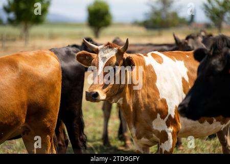 Milchkühe auf einem Feld auf einem Bauernhof Stockfoto