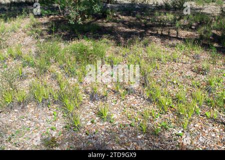 Der portugiesische Sonnentau (Drosophyllum lusitanicum), eine fleischfressende Pflanze, in einem natürlichen Lebensraum in der Nähe von Santiago do Cacem in Portugal Stockfoto