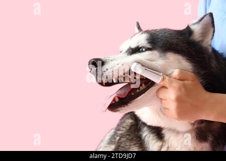 Tierarzt putzt die Zähne des sibirischen Husky-Hundes auf rosa Hintergrund Stockfoto