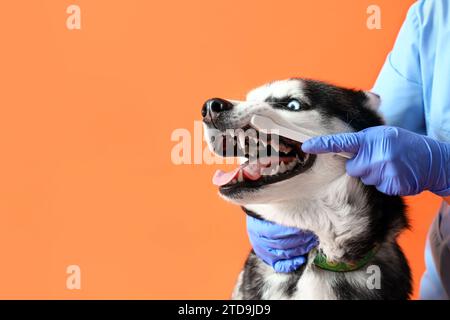 Tierarzt bürstet die Zähne des sibirischen Husky-Hundes auf orangefarbenem Hintergrund Stockfoto