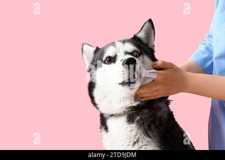 Tierarzt putzt die Zähne des sibirischen Husky-Hundes auf rosa Hintergrund Stockfoto