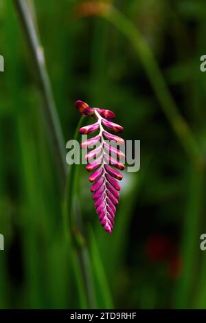 Der Einsame Blume Stockfoto