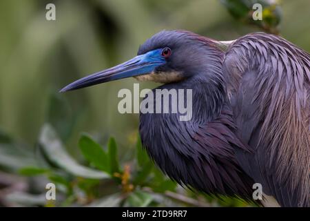 Porträt mit dezenten Farbtönen dreifarbiger Reiher gegen Umweltgrün in St. Johns County, Florida, Usa Stockfoto