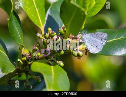 Holly Blue Schmetterling Celastrina argiolus, ernährt sich von stechpalme Blumen in einem Garten, Mai Stockfoto