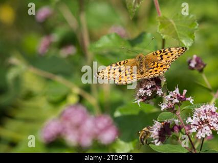 Dark Green Fritillary Argynnis aglaja, Fütterung von Origanum vulgare Blumen im Arnside Knot Naturschutzgebiet, Cumbria, Juli Stockfoto