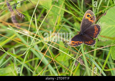 Scotch Argus Erebia aethiops, auf Grasland im Arnside Knott Naturschutzgebiet, Cumbria, Juli Stockfoto