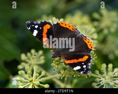 Roter Admiral Vanessa atalanta, Fütterung von Efeu Blumen Hedera Helix, Garten, Co Durham, September Stockfoto