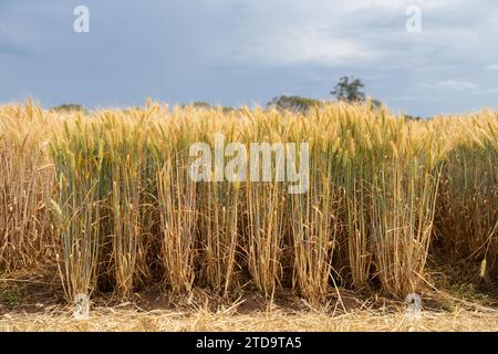 Weizensorten auf einem Feld im Sommer Stockfoto