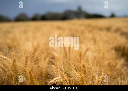 Weizensorten auf einem Feld im Sommer Stockfoto