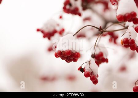 Bündel saftiger Viburnum-Beeren, die in einem Wintergarten mit Schnee bestreut sind Stockfoto