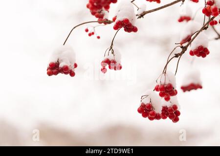 Bündel saftiger Viburnum-Beeren, die in einem Wintergarten mit Schnee bestreut sind Stockfoto