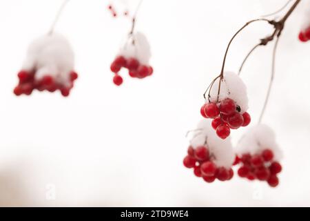 Bündel saftiger Viburnum-Beeren, die in einem Wintergarten mit Schnee bestreut sind Stockfoto