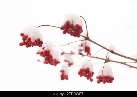 Bündel saftiger Viburnum-Beeren, die in einem Wintergarten mit Schnee bestreut sind Stockfoto