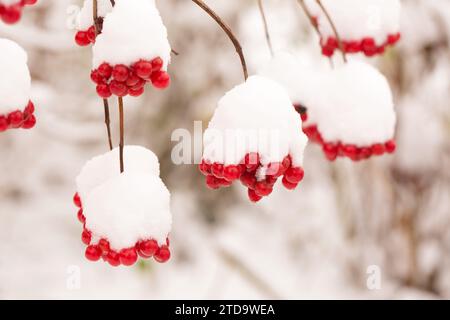 Bündel saftiger Viburnum-Beeren, die in einem Wintergarten mit Schnee bestreut sind Stockfoto