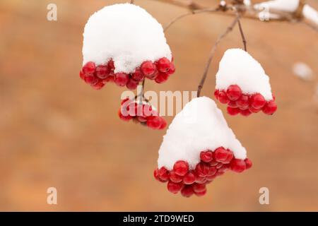 Bündel saftiger Viburnum-Beeren, die in einem Wintergarten mit Schnee bestreut sind Stockfoto