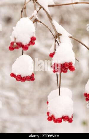 Bündel saftiger Viburnum-Beeren, die in einem Wintergarten mit Schnee bestreut sind Stockfoto