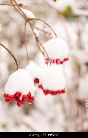 Bündel saftiger Viburnum-Beeren, die in einem Wintergarten mit Schnee bestreut sind Stockfoto