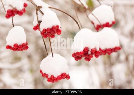 Bündel saftiger Viburnum-Beeren, die in einem Wintergarten mit Schnee bestreut sind Stockfoto