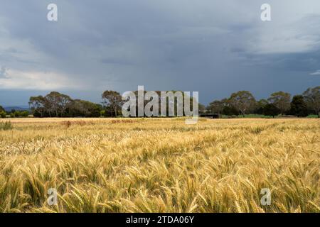 Weizensorten auf einem Feld im Sommer Stockfoto