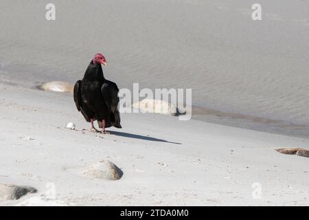 Falklandinseln, West Falklands, Grave Cove. Putengeier (Cathartes aura falklandica) mit Pinguinei. Stockfoto