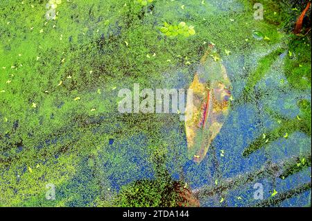 See-Wasser mit grüner Vegetation, die den blauen Himmel und ein Blatt reflektiert Stockfoto