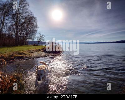 Starnberger See, Bayern, Deutschland. Dezember 2023. Nachdem die Eistemperaturen und Gebiete in und um München von den meisten 24 Stunden Schnee-Anhäufungen der Geschichte bedeckt waren, genießt ein Hund am Starnberger See in der Nähe von München etwas mildere Temperaturen und viel Sonne. (Kreditbild: © Sachelle Babbar/ZUMA Press Wire) NUR REDAKTIONELLE VERWENDUNG! Nicht für kommerzielle ZWECKE! Stockfoto