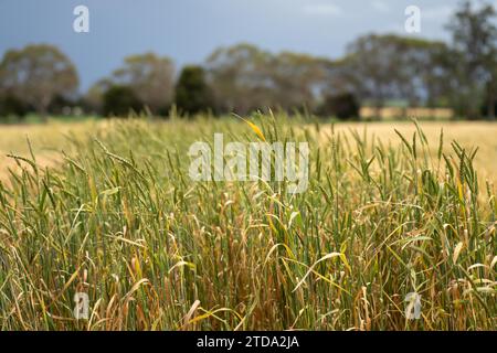 Weizensorten auf einem Feld im Sommer Stockfoto