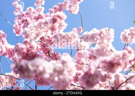 Kirschblüte im Frühling in Deutschland Stockfoto