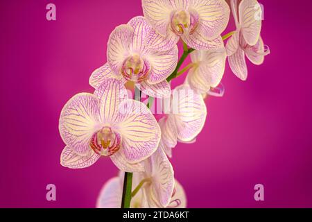 Zweig rosafarbener weißer Orchideen auf magentafarbenem Hintergrund Stockfoto