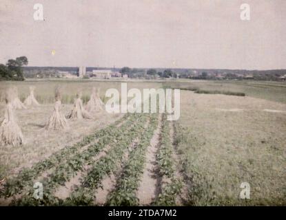 Poissy, Frankreich, Natur, Umwelt, Wirtschaftstätigkeit, Lebensraum, Architektur, Landschaft, Landwirtschaft, Viehzucht, Heu, Feld, Stadtpanorama, Gemüsegarten, Ile de France, Poissy, Kartoffeln, Roggen, Poissy, 29.05/1930 - 29.05.1930, Passet, Stéphane, Fotograf, 1930 - Ile-de-France - Stéphane Passet - (28. Juni-8. Juli), Autochrome, Foto, Glas, Autochrome, Foto, positiv Stockfoto