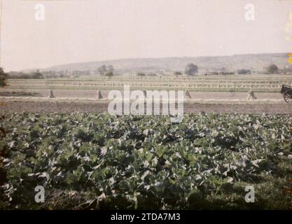 Poissy, Frankreich, Natur, Umwelt, Wirtschaftstätigkeit, Landschaft, Landwirtschaft, Viehzucht, Heu, Feld, Vegetation, Botanik, Gemüsegarten, Ile de France, Poissy, Kohl und geernteter Roggen, Poissy, 29.05/1930 - 29.05.1930, Passet, Stéphane, Fotograf, 1930 - Ile-de-France - Stéphane Passet - (28. Juni-8. Juli), Autochrome, Foto, Glas, Autochrome, Foto, positiv Stockfoto