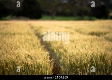 Weizensorten auf einem Feld im Sommer Stockfoto